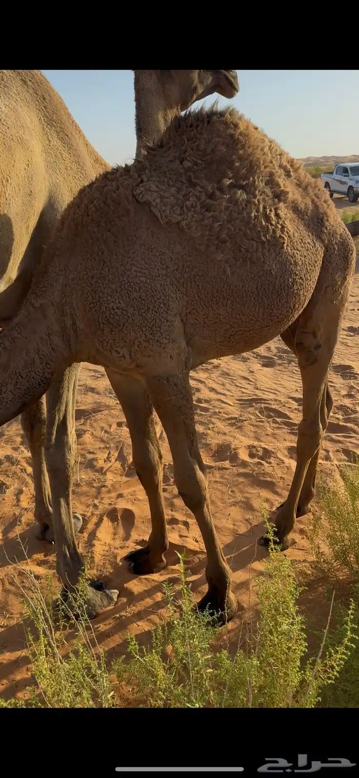 حشو على حليب امهاتهن طيبات ونظاف شرط 3