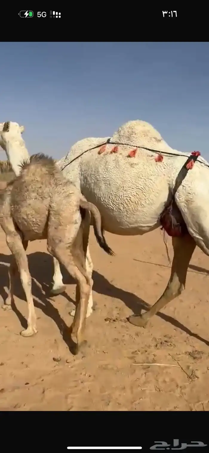 عشرا هديه وحليبه وافر 0