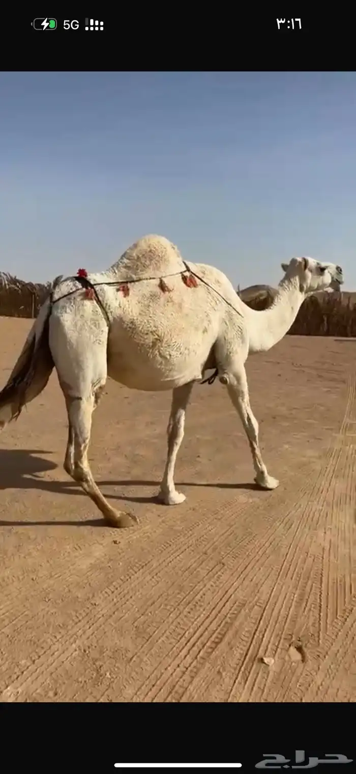 عشرا هديه وحليبه وافر 4