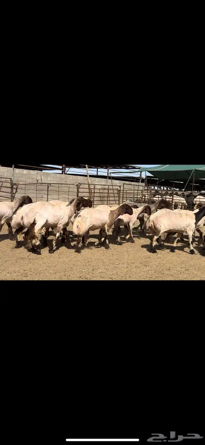 جذعات نعيم خصم الخصم فاخره للبيع 6
