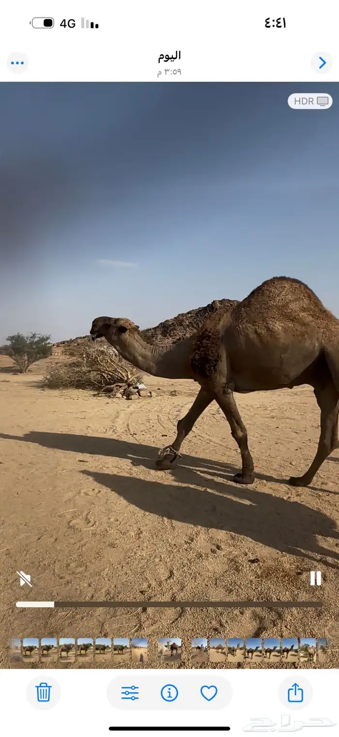 فحل بعير اصفر كفو شاق للبيع جنوب بيشه 0