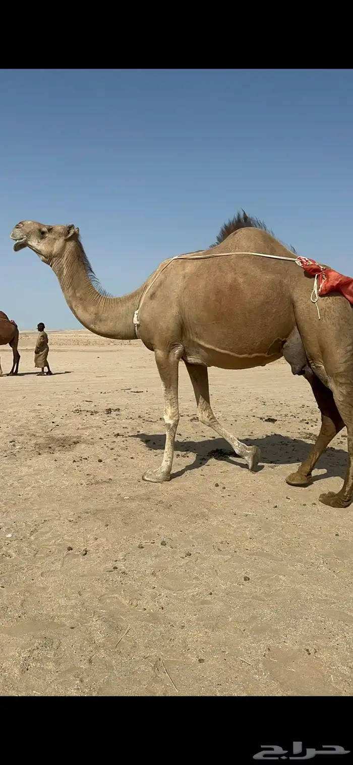 ناقه خلفه منيحه طيبه وغزاره في الحليب 3