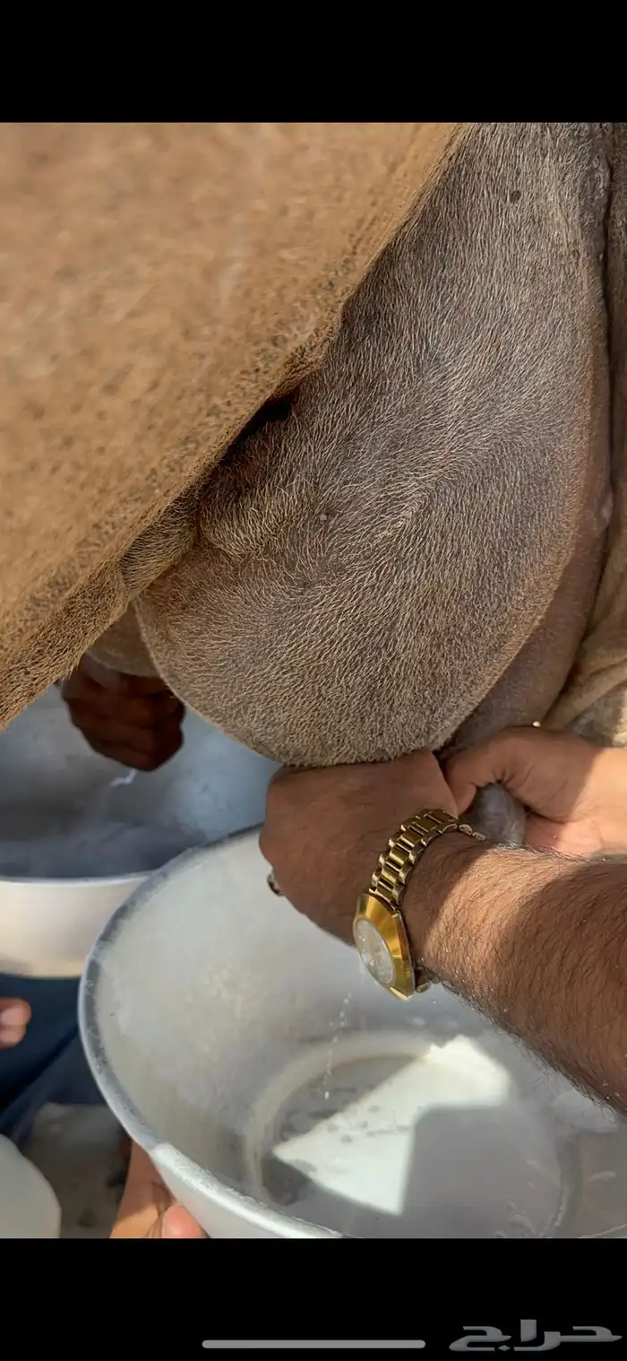 ناقه خلفه منيحه طيبه وغزاره في الحليب 5