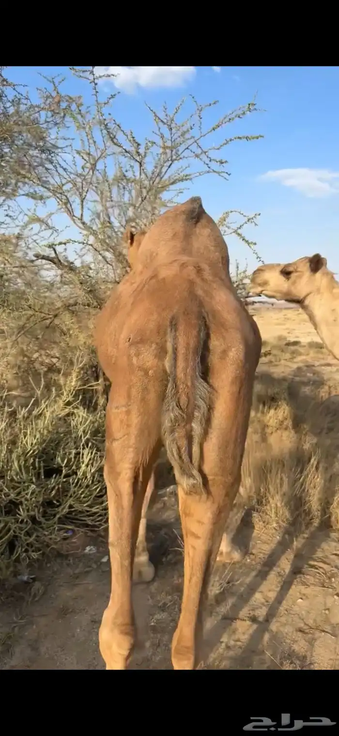 ضروبه ساحليه كفو 2