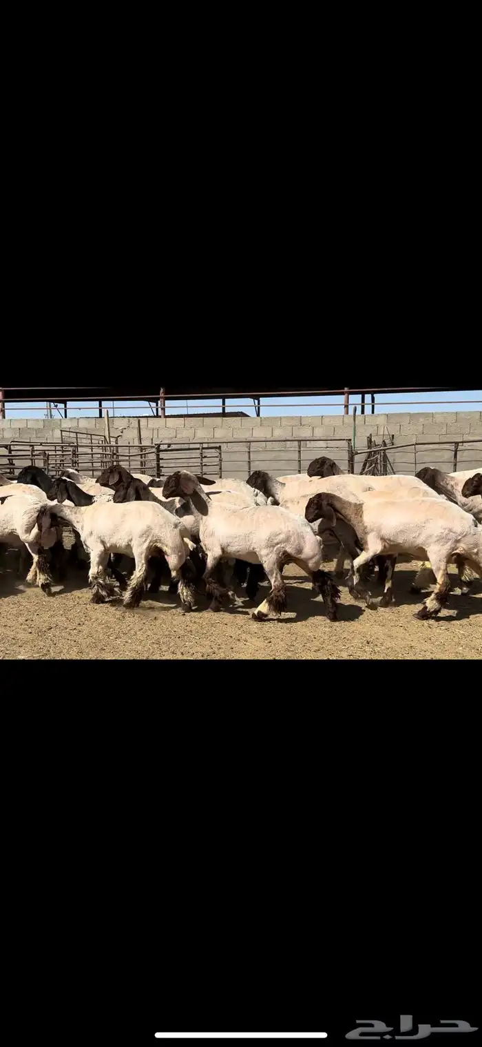 جذعات نعيم خصم الخصم فاخره للبيع 3
