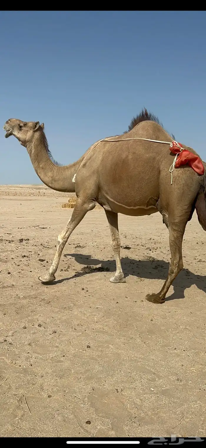 ناقه خلفه منيحه طيبه وغزاره في الحليب 2