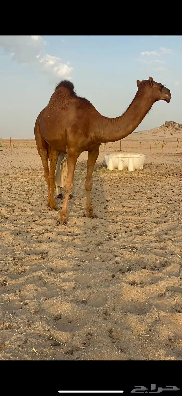 مشروع فحل قعود صنف 6