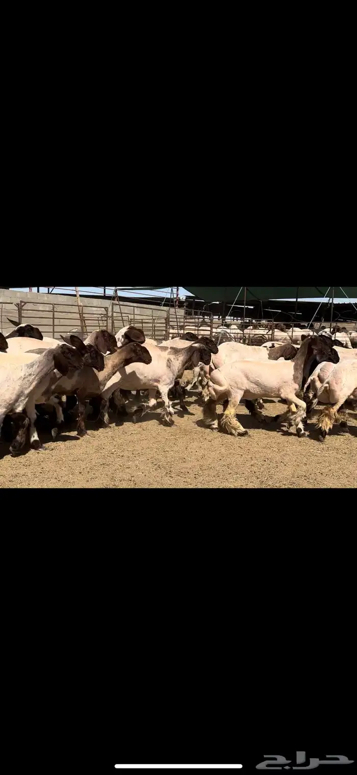 جذعات نعيم خصم الخصم فاخره للبيع 10