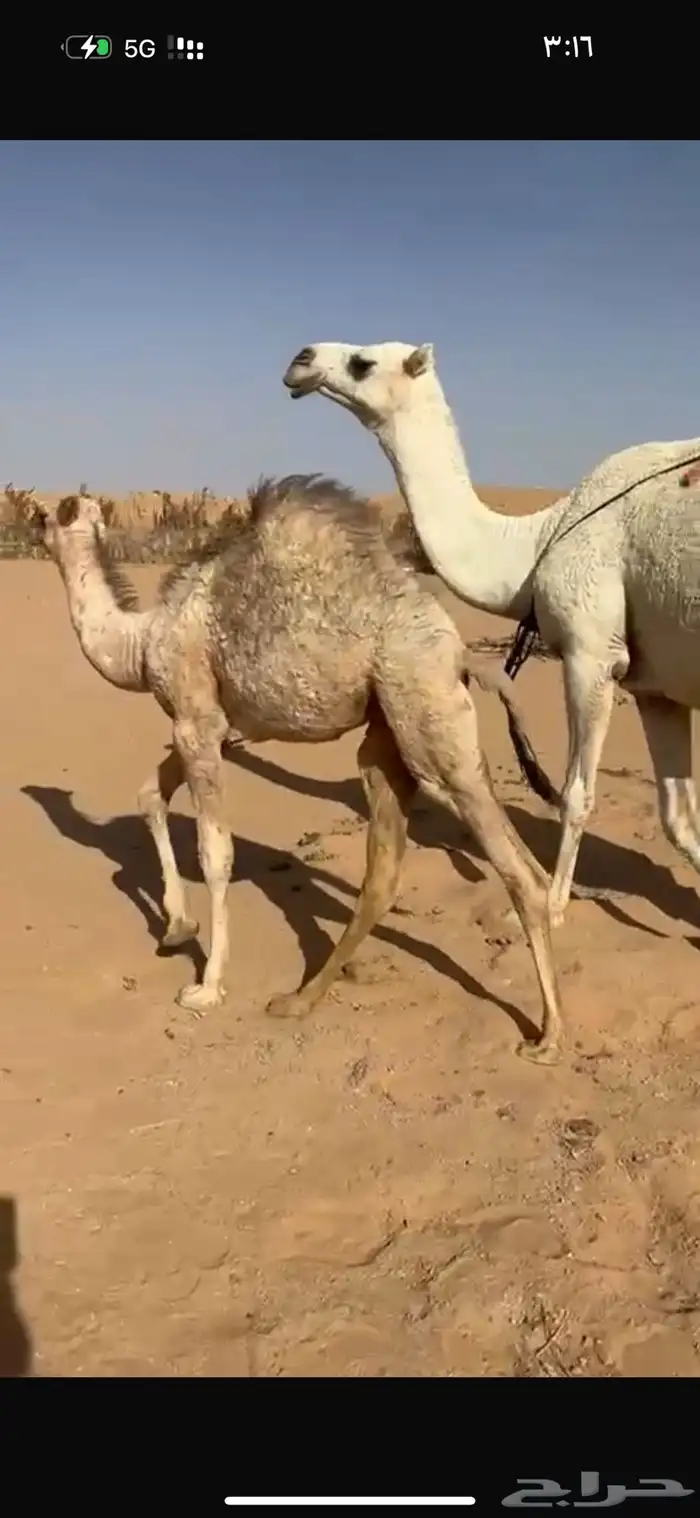 عشرا هديه وحليبه وافر 1