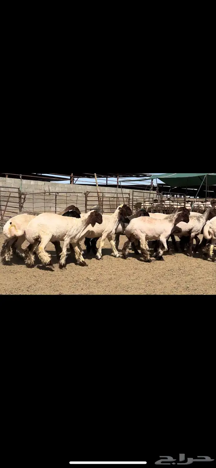 جذعات نعيم خصم الخصم فاخره للبيع 4