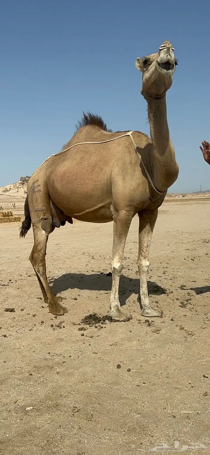 ناقه خلفه منيحه طيبه وغزاره في الحليب 1