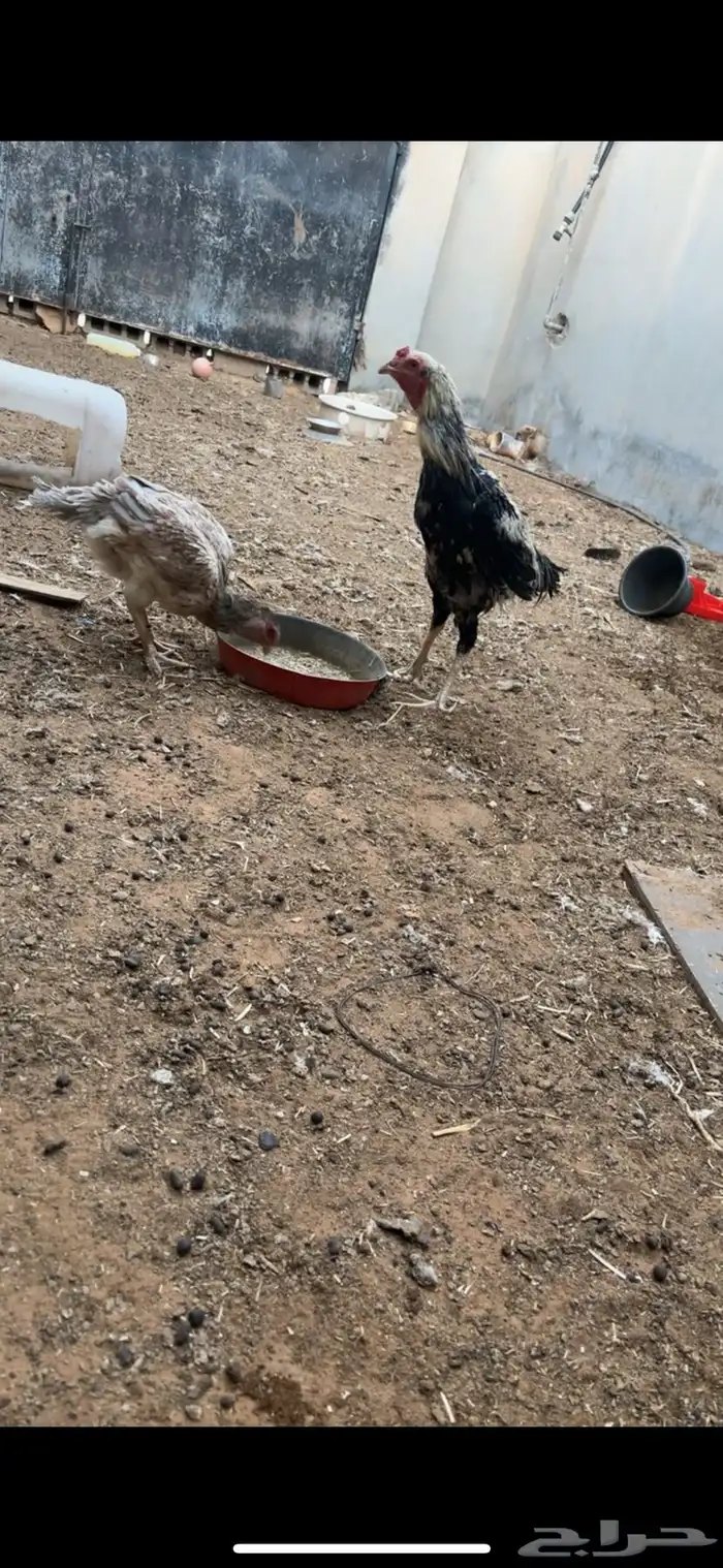 دجاج باكستاني 0