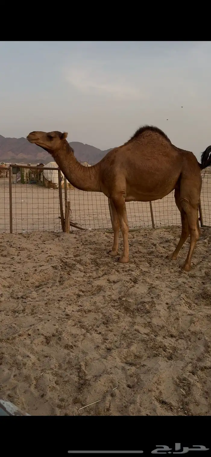 بكرة بكر جذعة حمرا دهما تم البيع 2