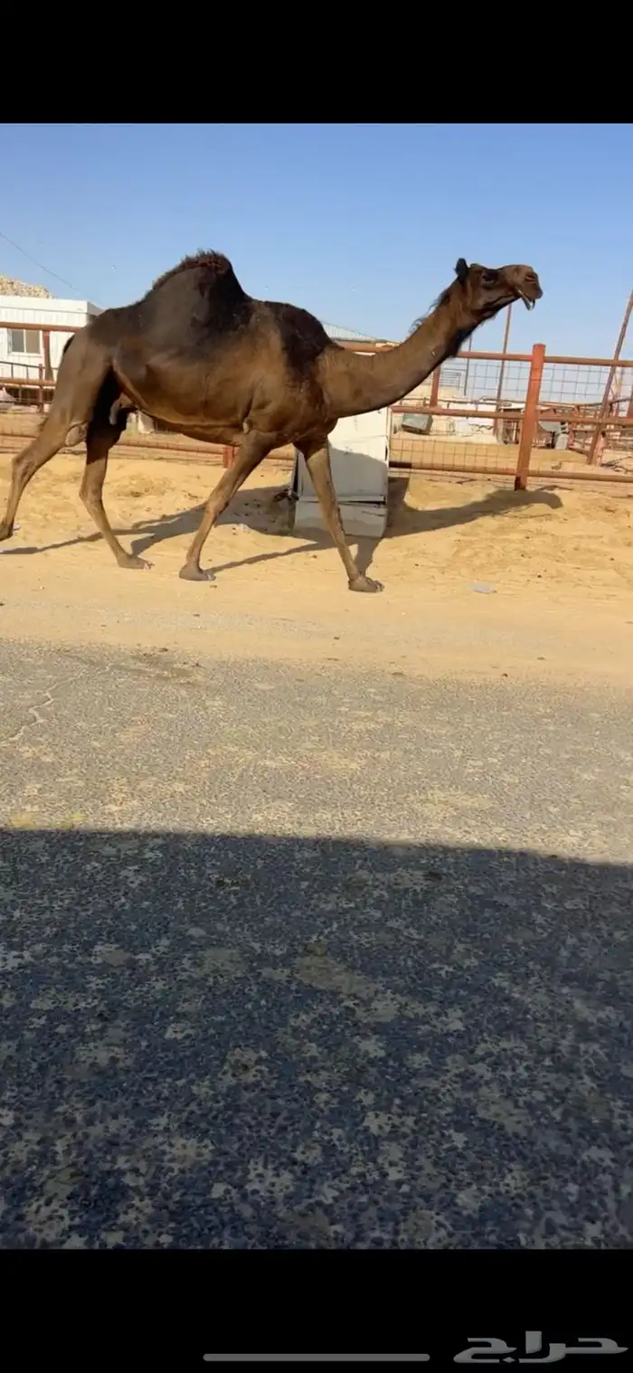 للبيع لقحه طيبه منوه القناي 1