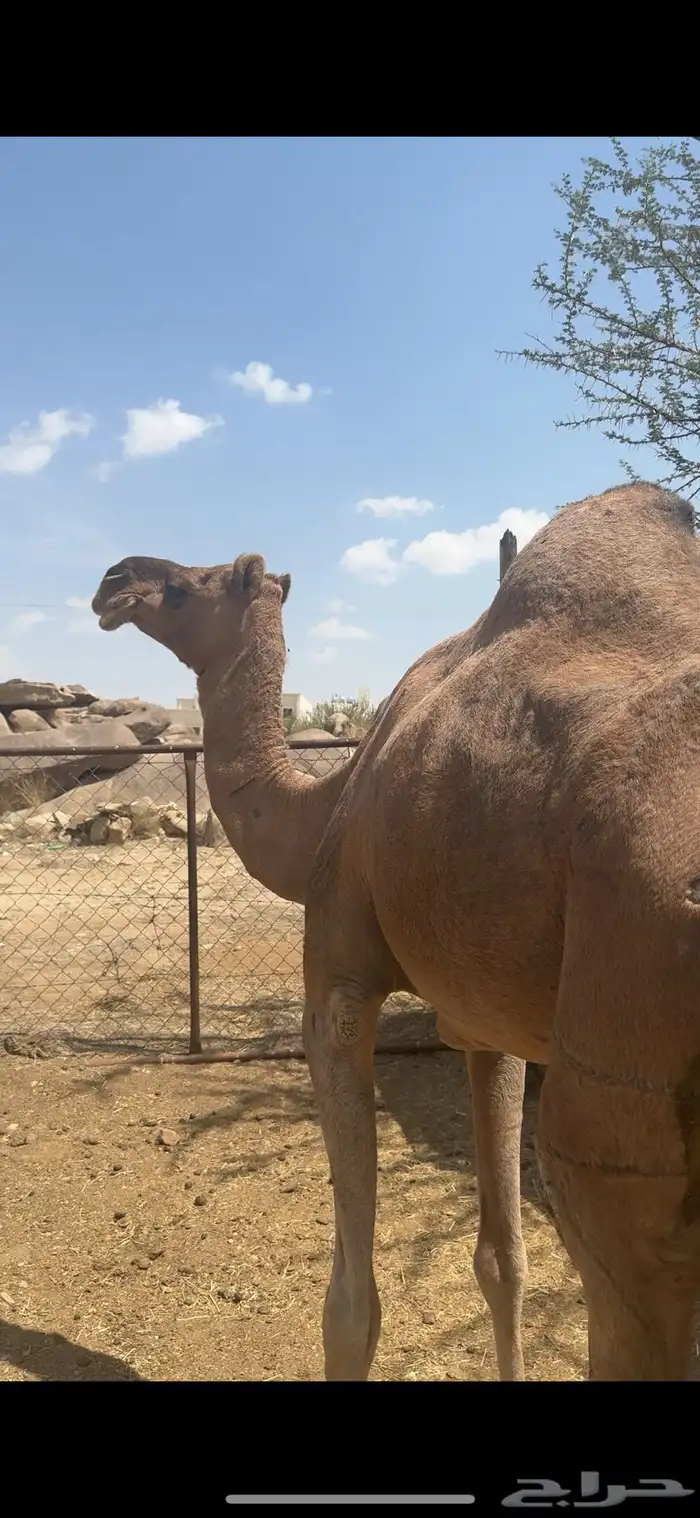 ضروبه ساحليه كفو 0