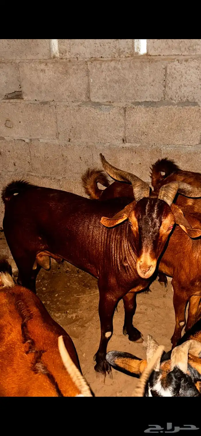 فحل ادهم سديس تم البيييع تم البيييع 0