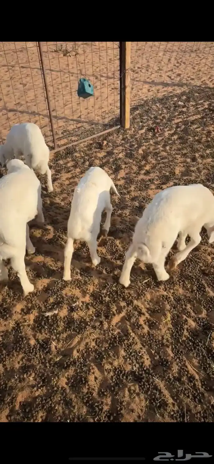 بهم حري تم البيع وجعل من قربنا يربح 0