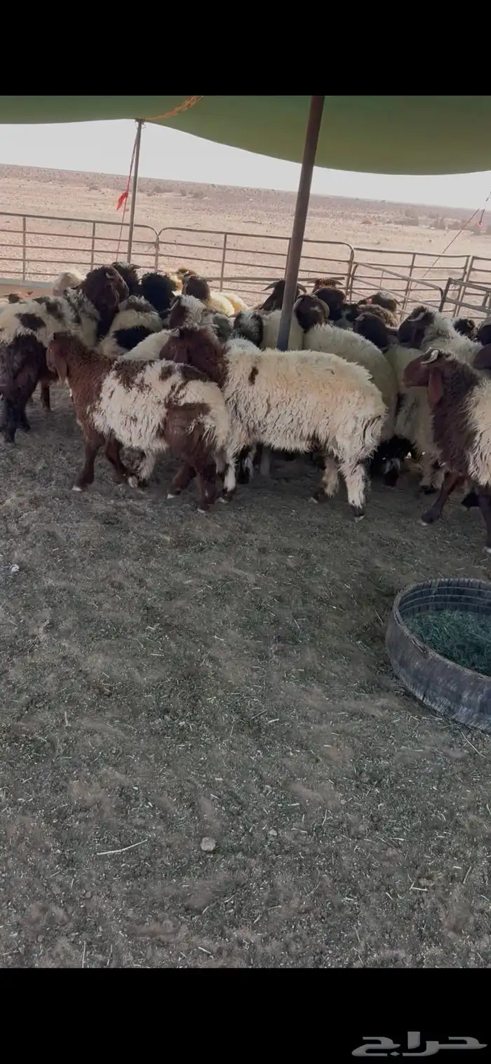 بهم نعيم العدد 32 فاخر 3
