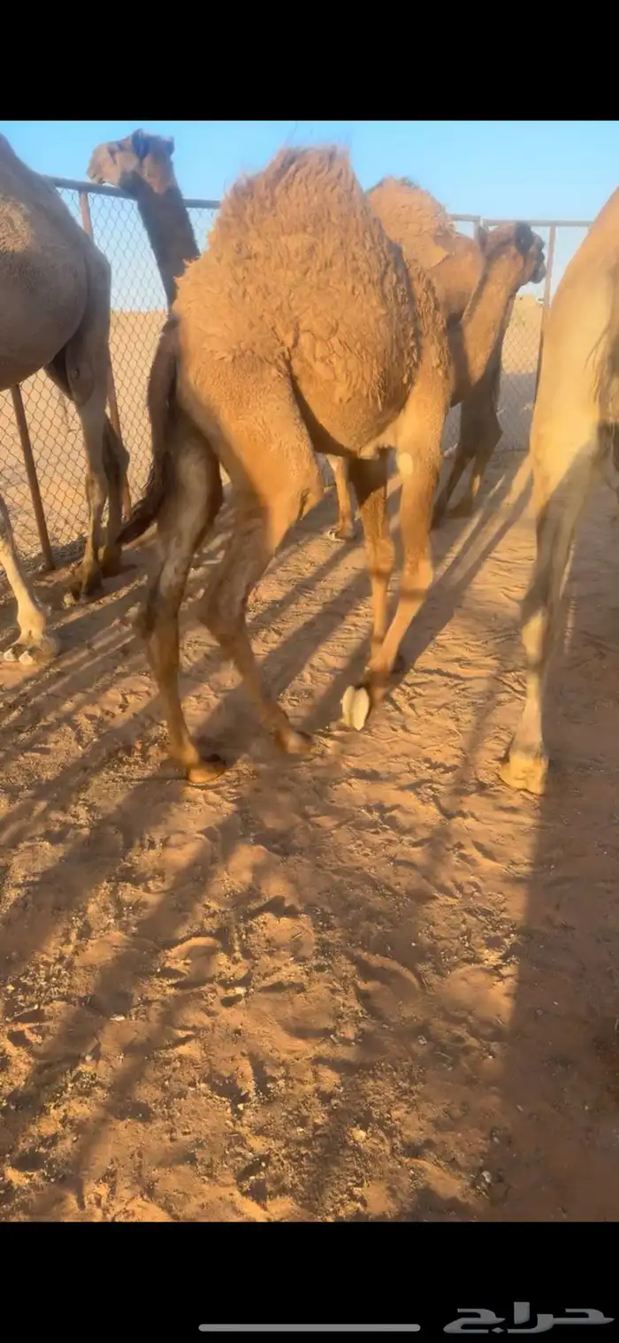 حشو فاخر طايش 1