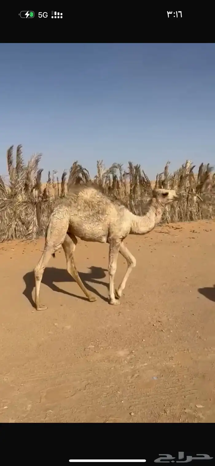 عشرا هديه وحليبه وافر 5