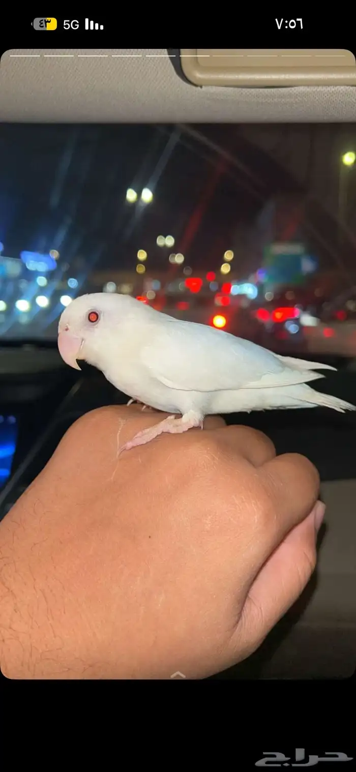 روز البينو أليف 0