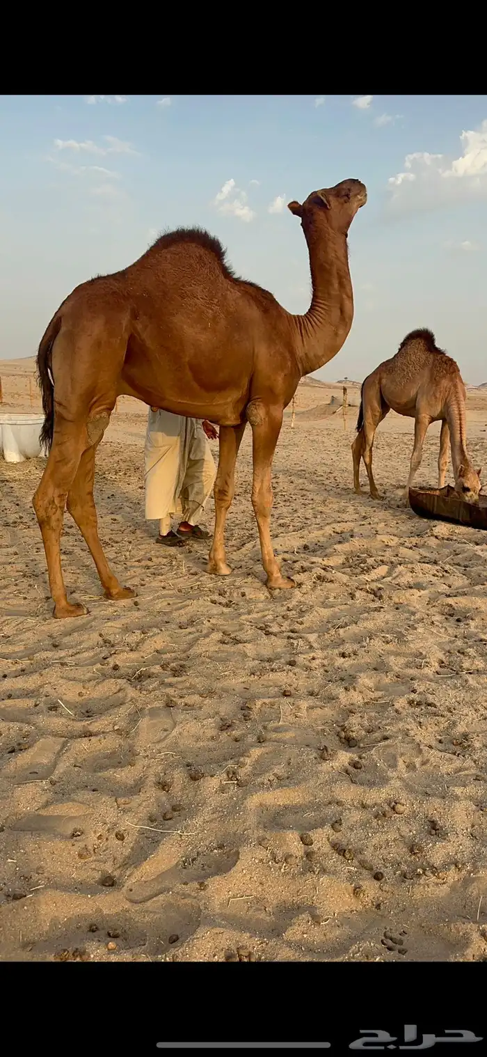 مشروع فحل قعود صنف 4