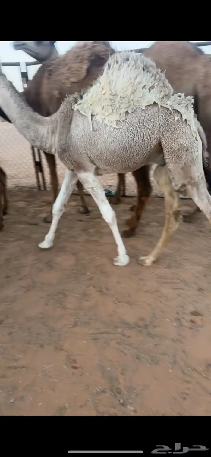 حشو فاخر طايش 4