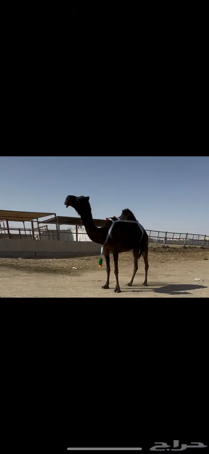 عشرا سليمه العذاريب ولا عليها سوم الموقع الاحساء. 0