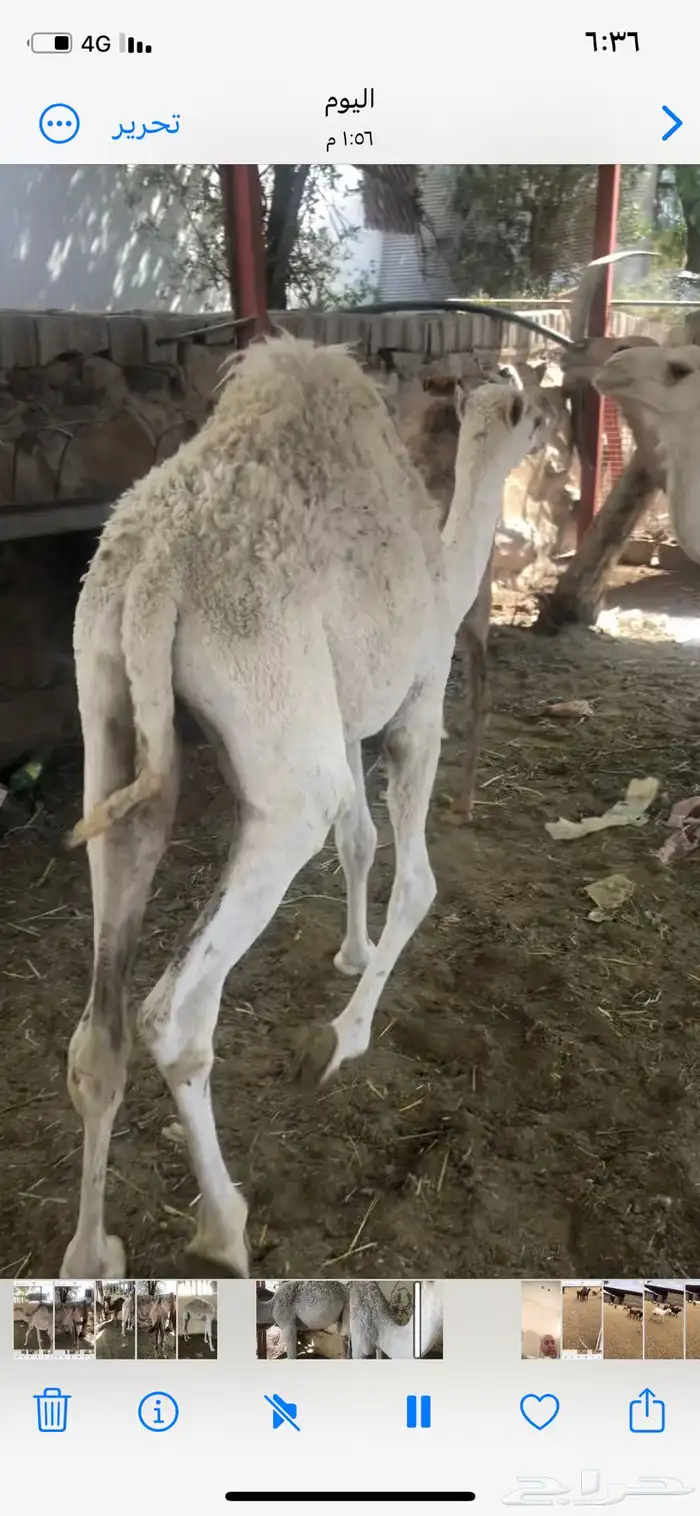 حشوان مناسبات العمر من 5 الى 6 شهور 3