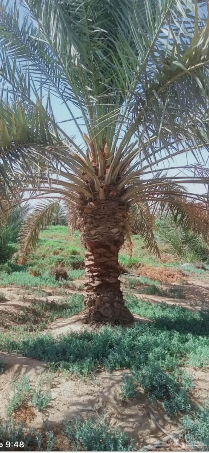 نخيل خلاص 4