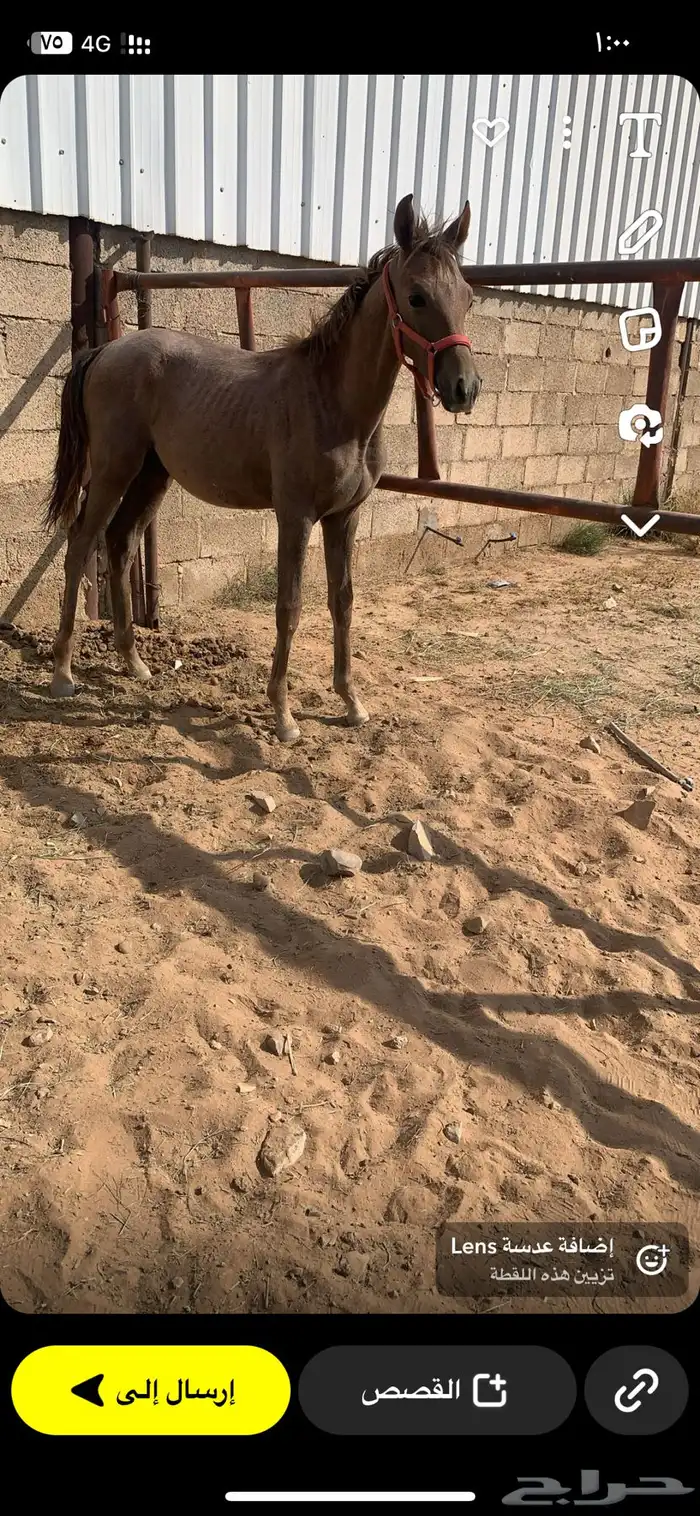 مهر شعبي العمر 10 شهور 1