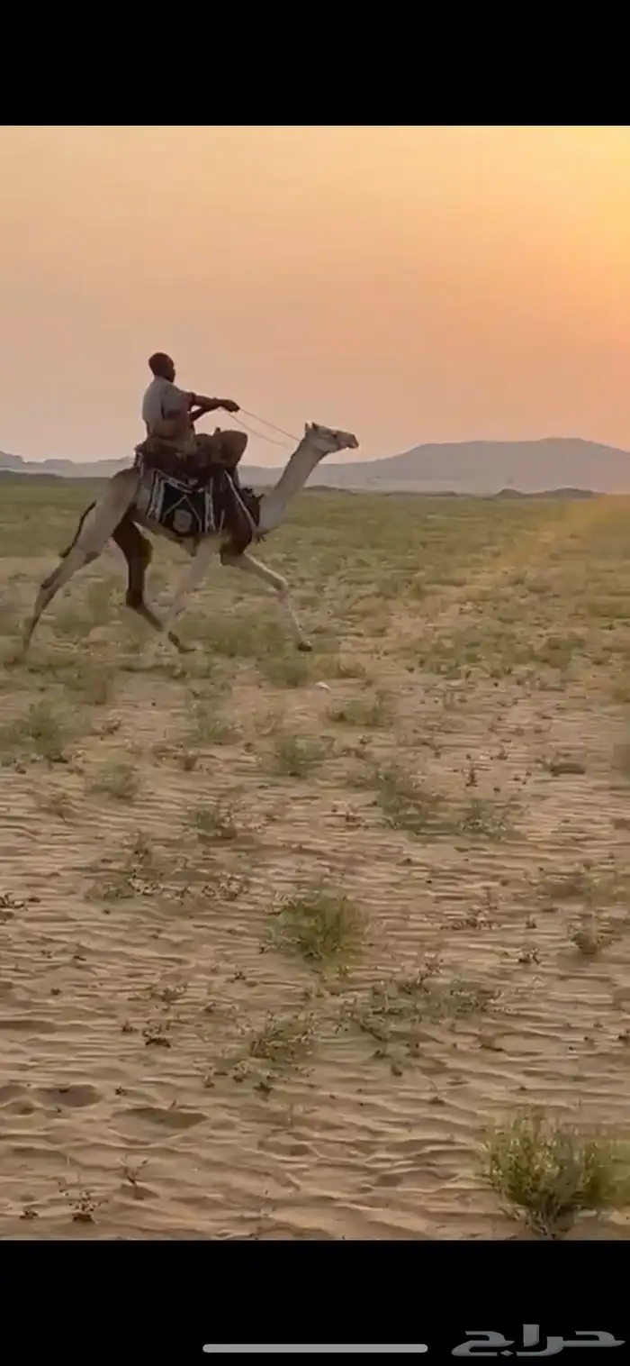 قعود ركبي طايع على شرط ماشالله تبارك الله 0