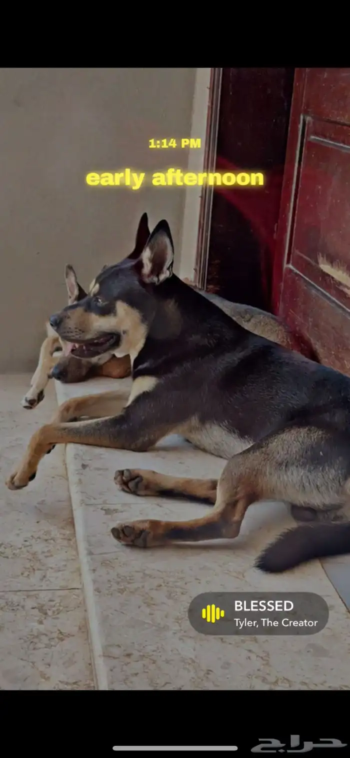 كلب للتبني برسوم (PITSKY BREED ) rare breed 2