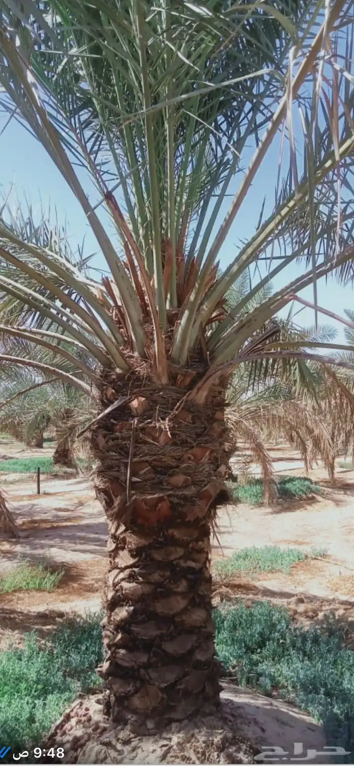 نخيل خلاص 2