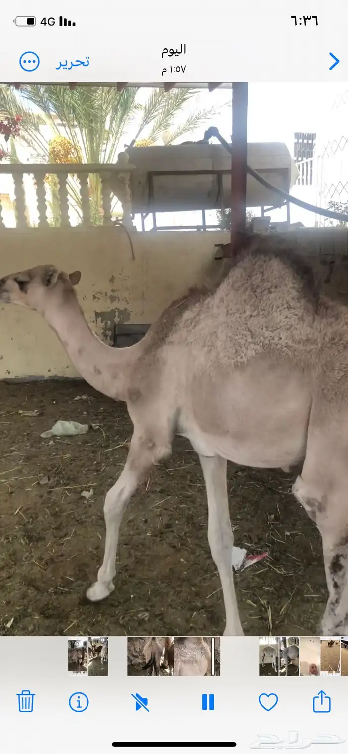 حشوان مناسبات العمر من 5 الى 6 شهور 4