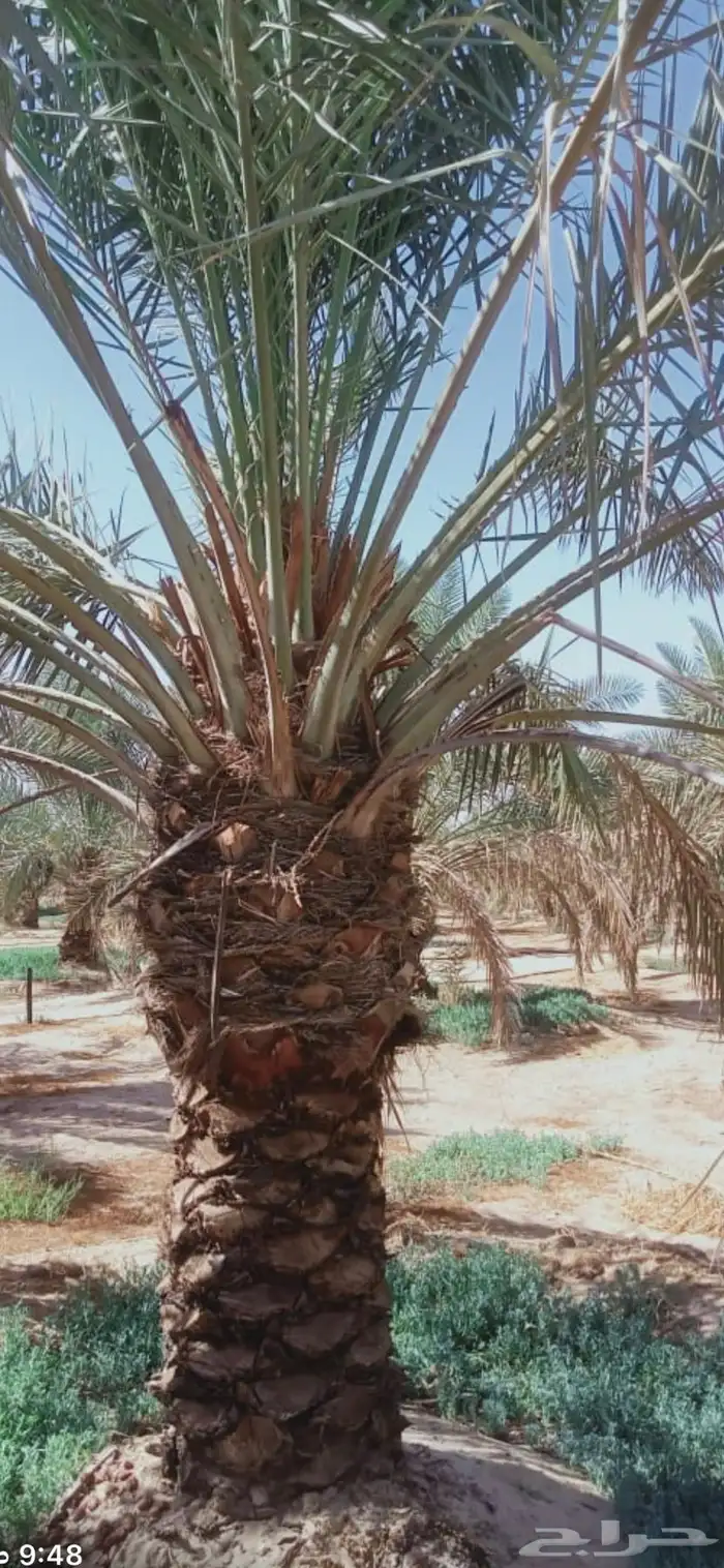 نخيل خلاص 0