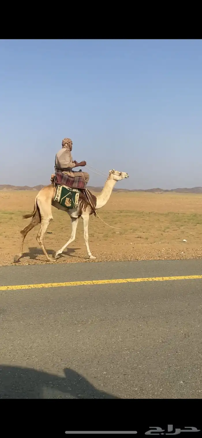قعود ركبي طايع على شرط ماشالله تبارك الله 1