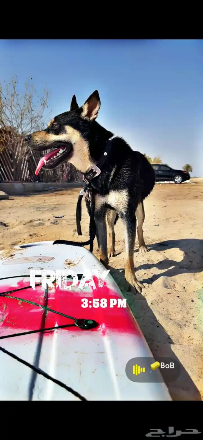 كلب للتبني برسوم (PITSKY BREED ) rare breed 1