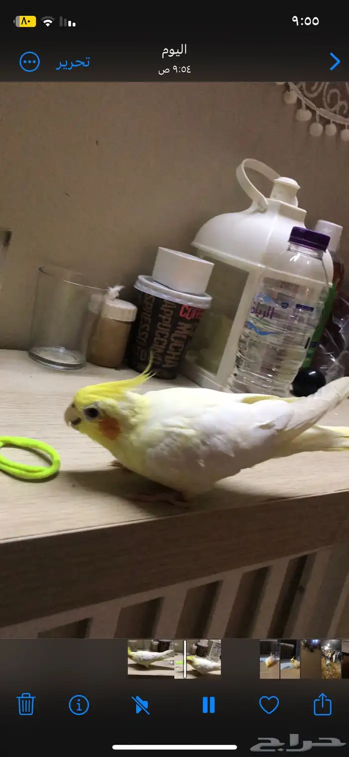 طير كروان لا تينو اليف وطيران عندو مرا حلو العمر خمس اشهر 0