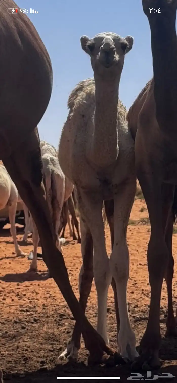 البيع بكره عمره خمس شهور وعشرين يومض سالمه من جميع العذريب 0