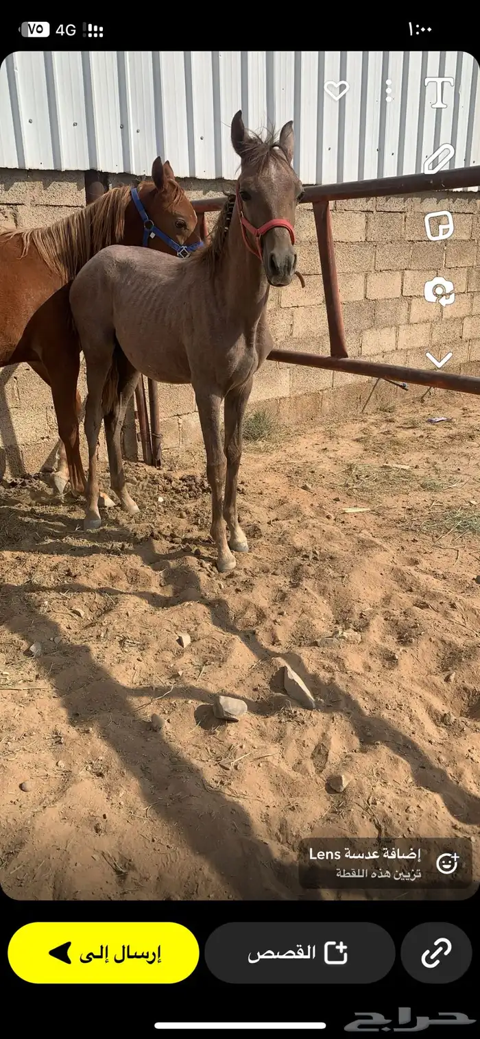 مهر شعبي العمر 10 شهور 0