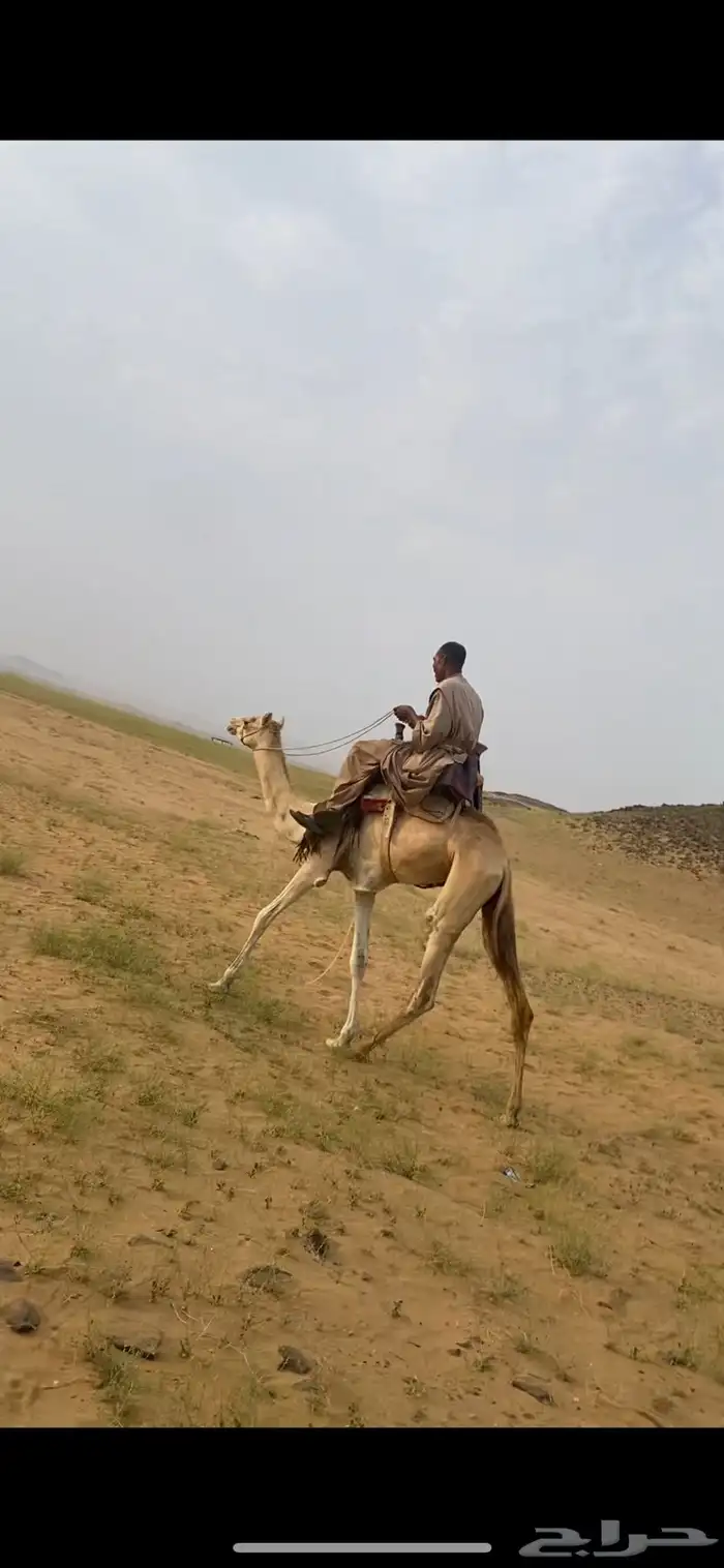 قعود ركبي طايع على شرط ماشالله تبارك الله 2