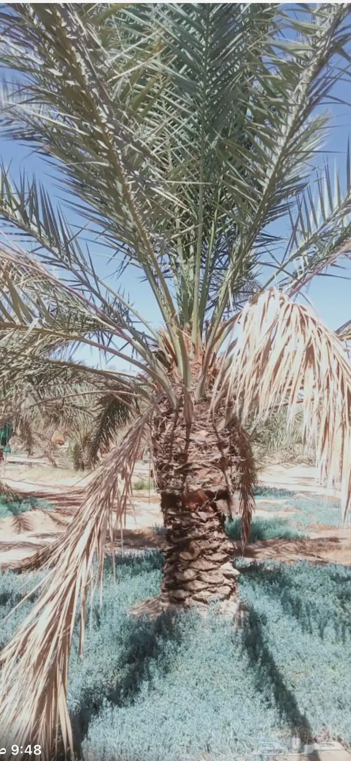 نخيل خلاص 3