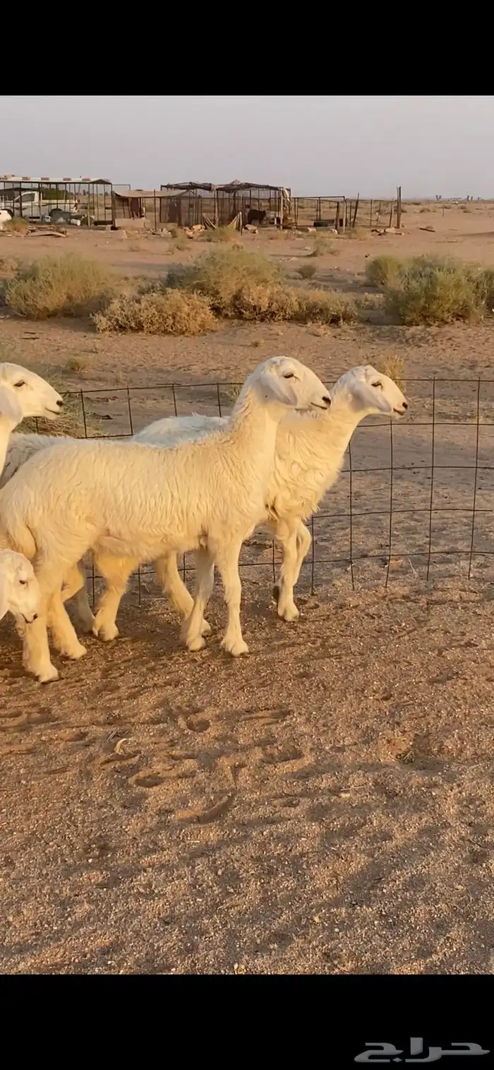 للبيع رخال حرش 0
