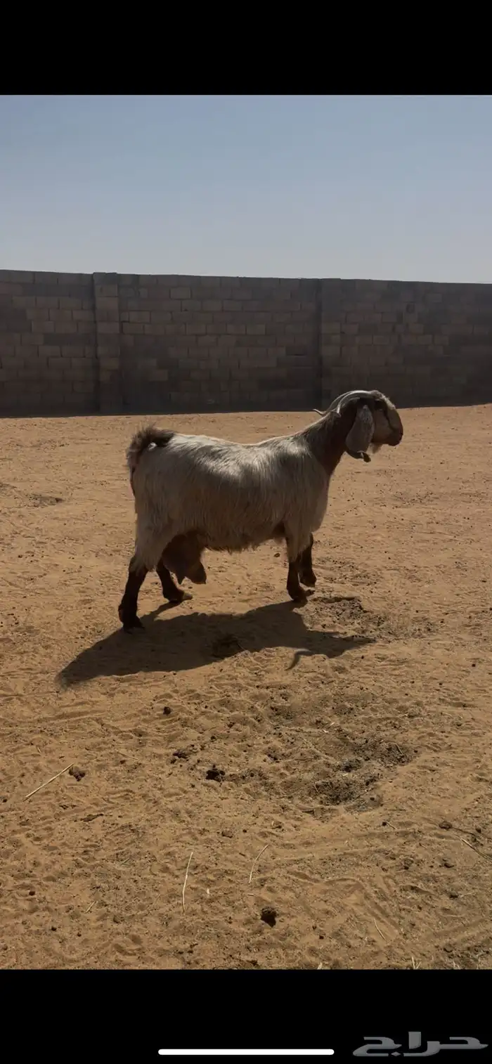معزا مشاريك دفيع (( حصيب )) 0