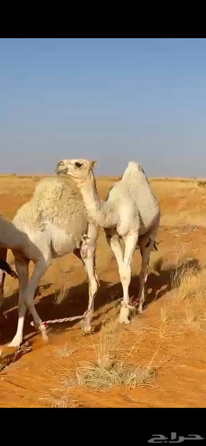بعير باتلي اوضح 5