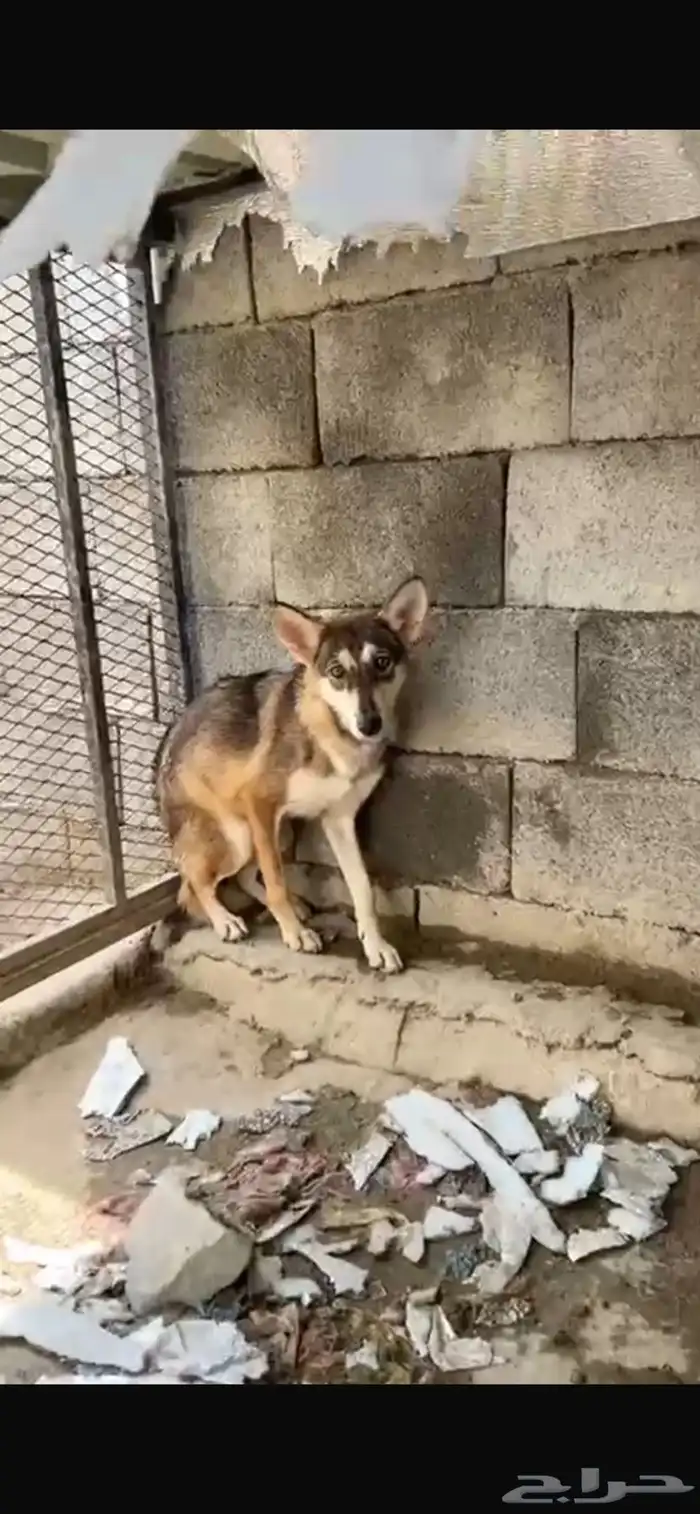 أنثى ذيب 1