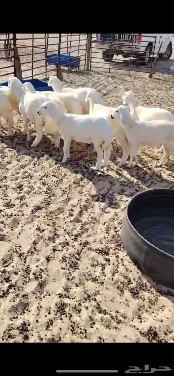 بهم حريات العدد 11 2