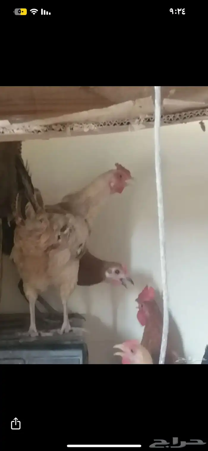 دجاج بيض نظيف تربة بيت على 35 4