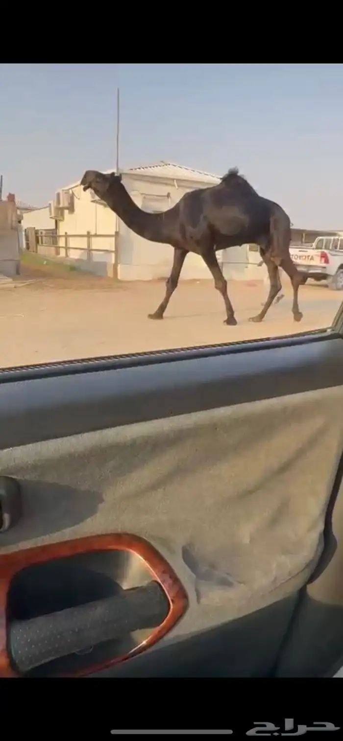 للبيع 1